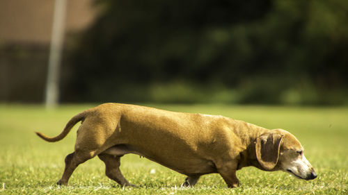 Side view of a dog on field