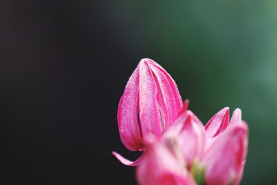 Close-up of pink flower against black background