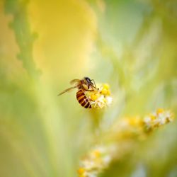 Close-up of bee pollinating on flower