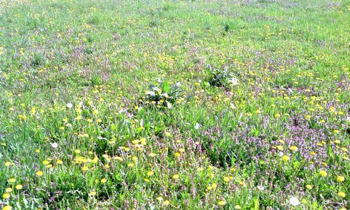 Plants growing on grassy field