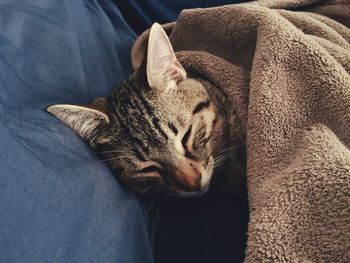 Close-up of cat covered with blanket while sleeping on couch
