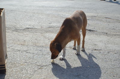 View of a dog on the road