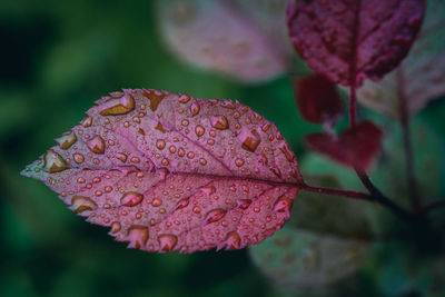 Close-up of raindrops on leaves