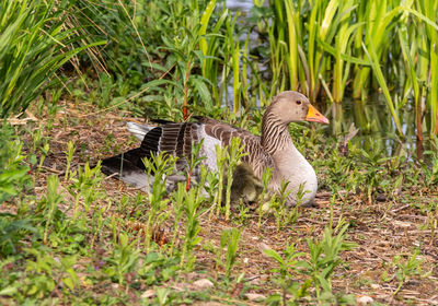 Goose in a field