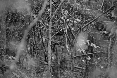 Close-up of plants in forest