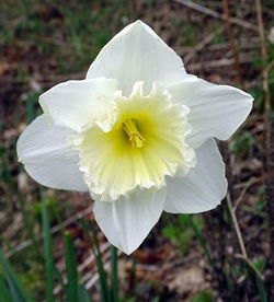 Close-up of flower against blurred background