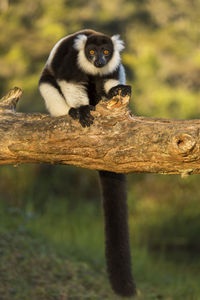 Monkey sitting on a tree