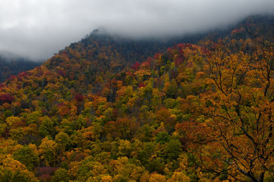 View of autumnal trees in forest