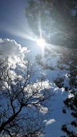 Low angle view of trees against sky