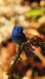 Close-up of bird perching on branch