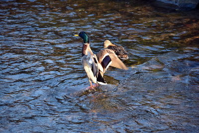 High angle view of ducks swimming in lake