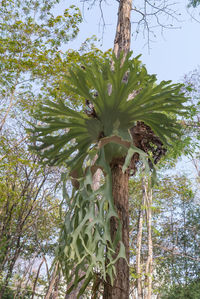 Low angle view of flowering plants on tree