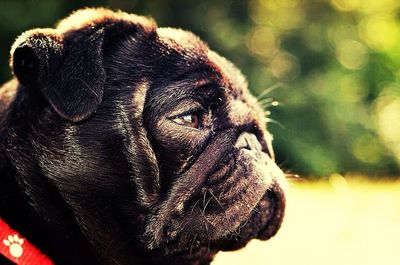 Close-up portrait of dog