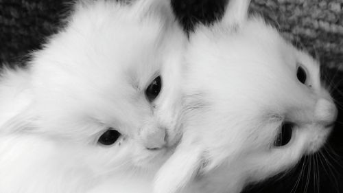 Close-up portrait of white cat