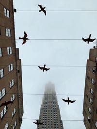 Low angle view of birds flying in city