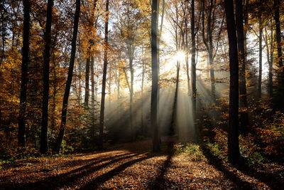 Trees in forest during autumn