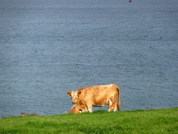 Cow dog on grass by water