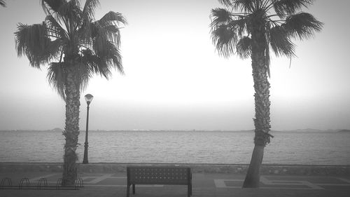 Palm tree by sea against clear sky