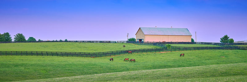 Scenic view of agricultural field against clear sky