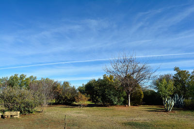 Trees on field against cloudy sky