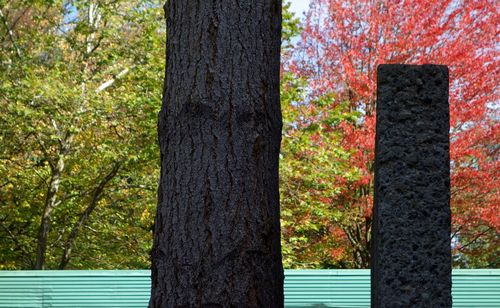 Close-up of tree trunk