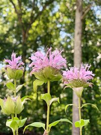 Close-up of pink flowering plant