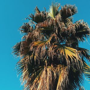 Low angle view of tree against clear sky