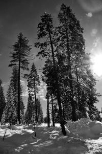 Trees against sky