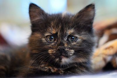 Close-up portrait of cat