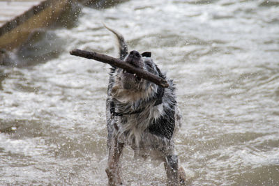 Dog carrying stick in mouth at river