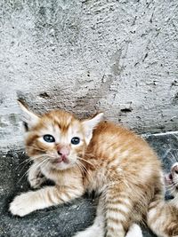 Close-up portrait of a cat