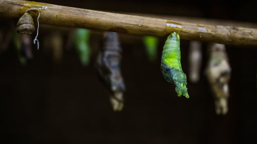 Close-up of dead plant hanging on wood