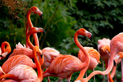 Close-up of flamingos