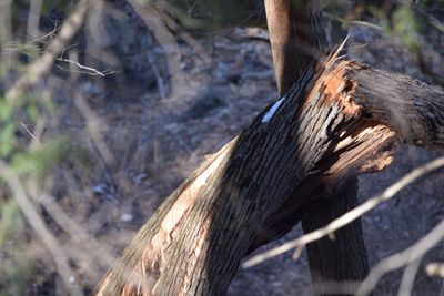 Close-up of wood