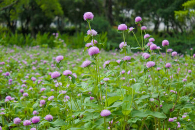 Close-up of pink flowering plants on field