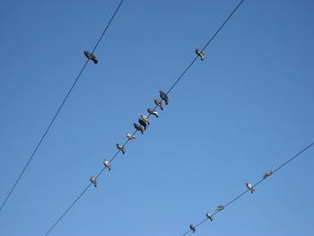Low angle view of birds on cable against clear sky