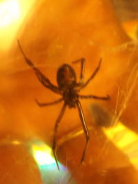 Extreme close up of spider