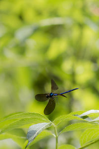 Close-up of dragon fly on leaf