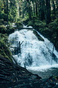 Scenic view of forest