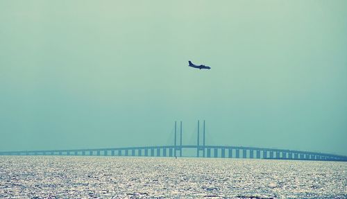 Seagull flying over beach