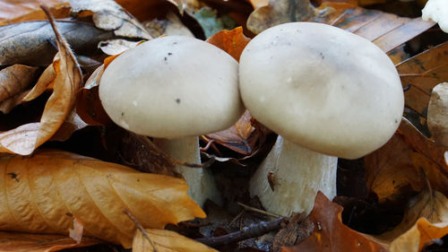 Close-up of mushrooms