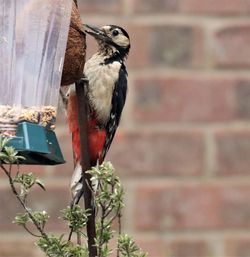 Close-up of bird perching on wall