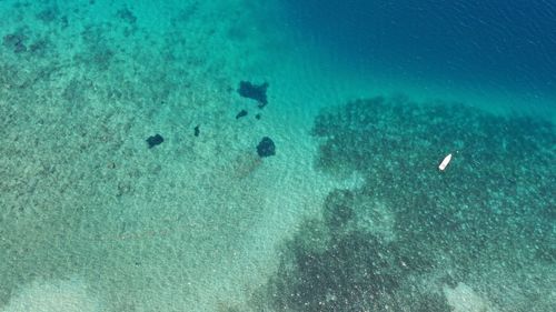 View of fish underwater