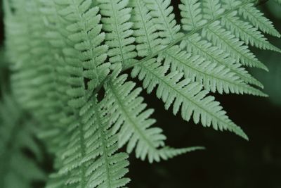 Close-up of fern leaves