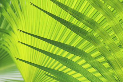 Close-up of palm tree leaves