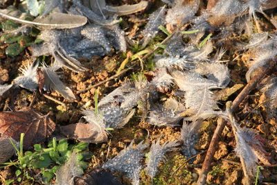 Close-up of insect on land