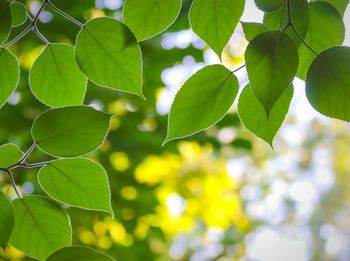 Close-up of leaves on branch