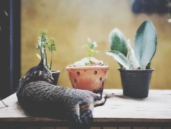 Close-up of potted plant on table