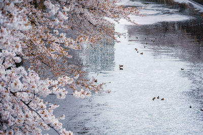 High angle view of birds swimming in river