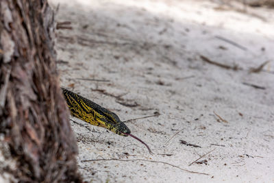Close-up of a lace monitor aka tree goanna at lake mckenzie, fraser island, queensland, australia.